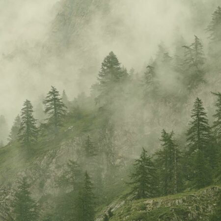 Jennyfer Mourroux Photographie animalière - Voyages - Forêt