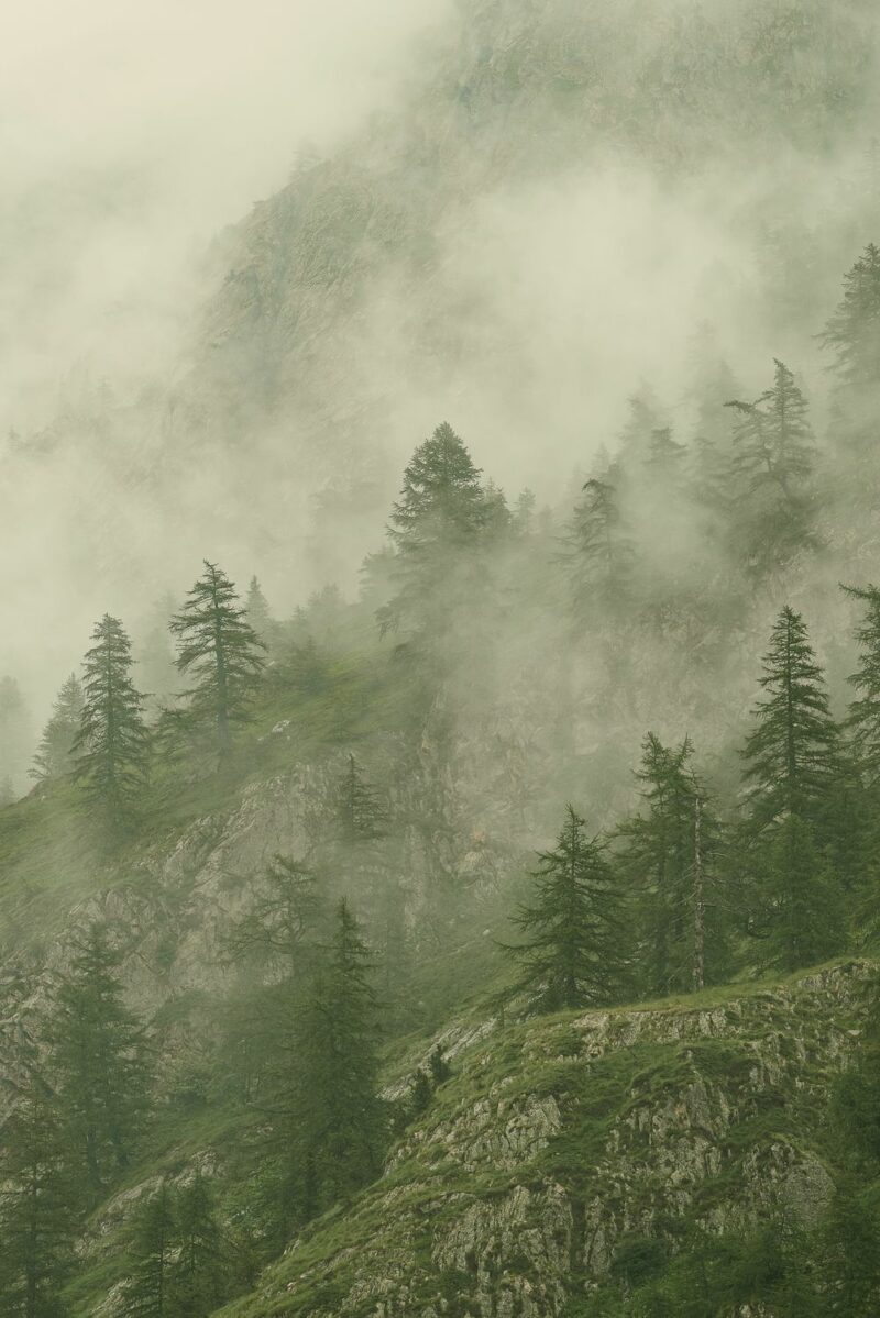 Jennyfer Mourroux Photographie animalière - Voyages - Forêt